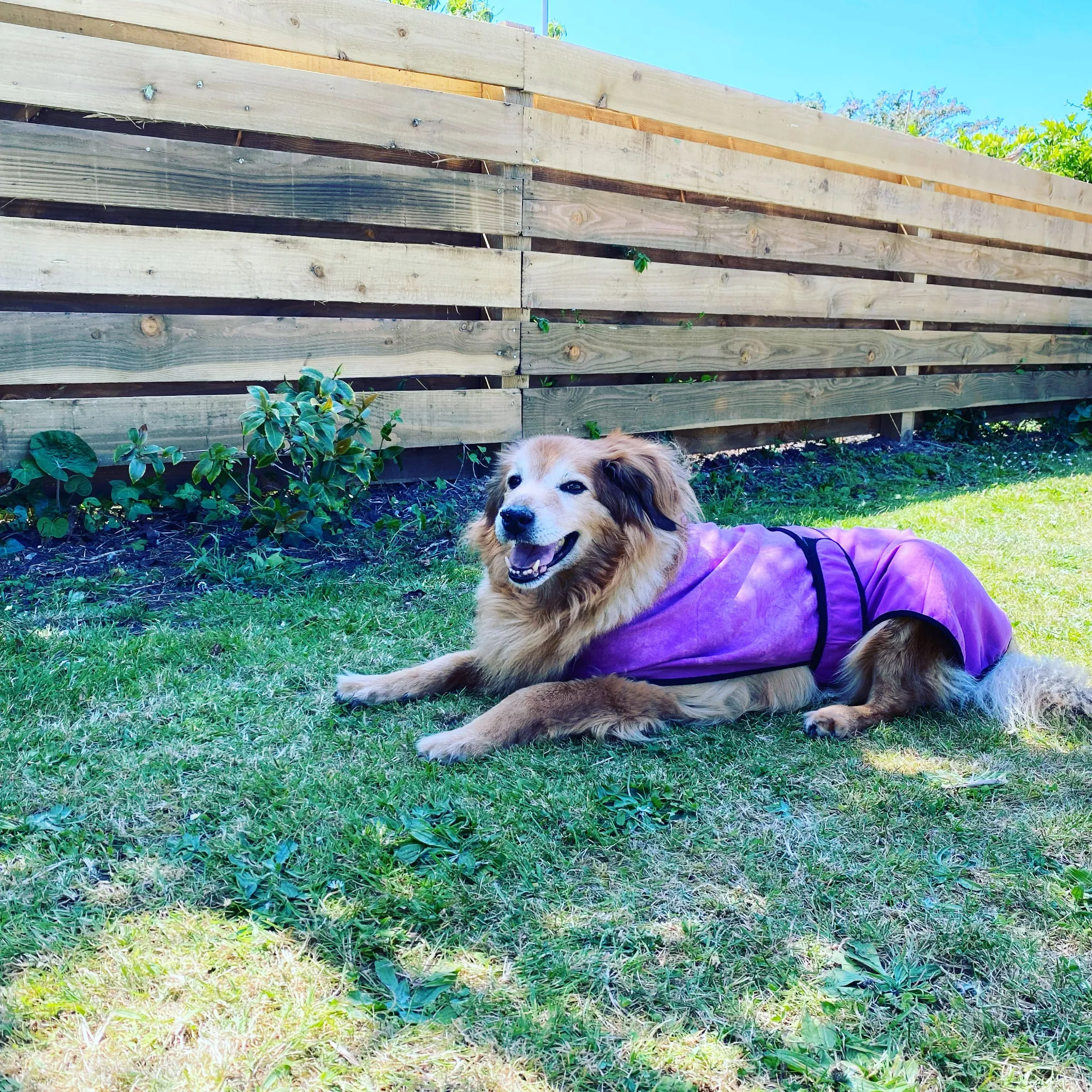 KeepCool Dog Coats